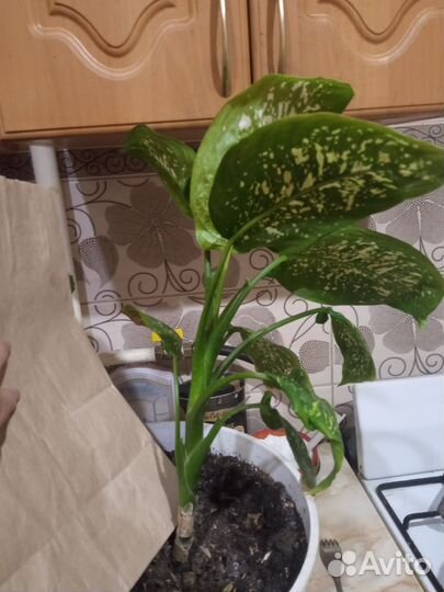 Диффенбахия, молочай, алоэ