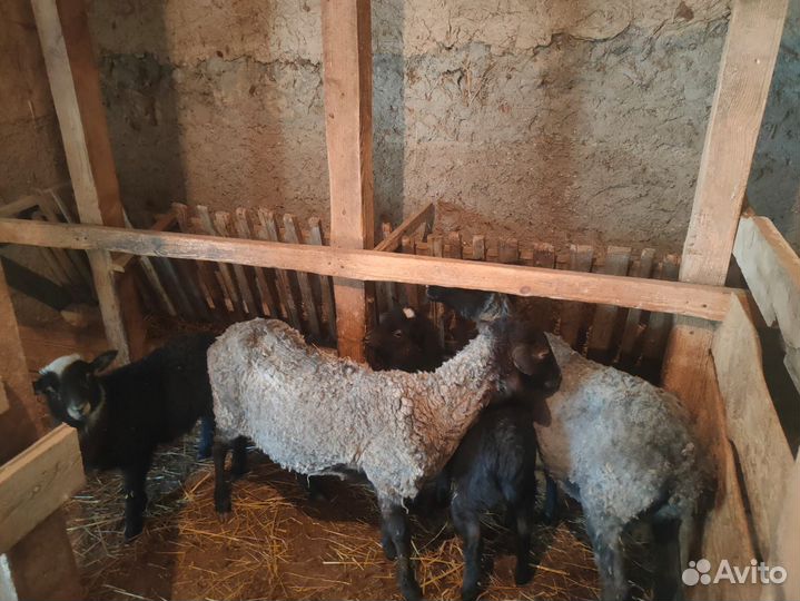 Бараны Овцы с ягнятами