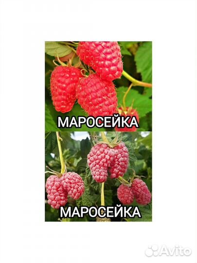 Саженцы малины