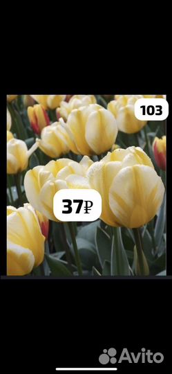 Луковицы тюльпанов и ирисов