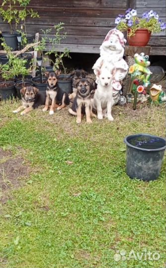 Щенки восточноевропейской овчарки метис