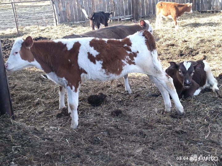 Телочки и бычки