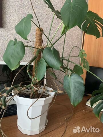 Монстера взрослая