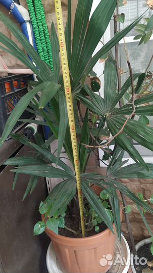 Пальма Трахикарпус Форчуна