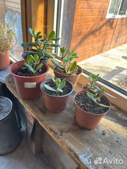 Денежные деревья