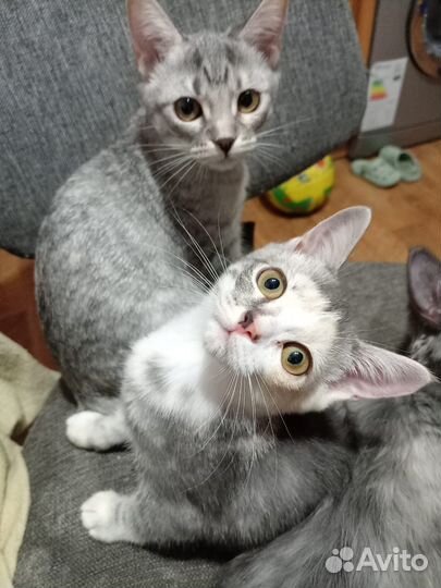 Котята в добрые руки