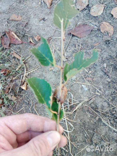 Оотека богомола