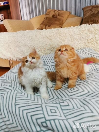 Шотландские котята