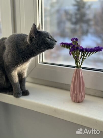Скоттиш страйт кошка
