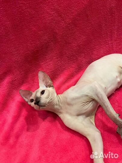 Донской сфинкс котенок