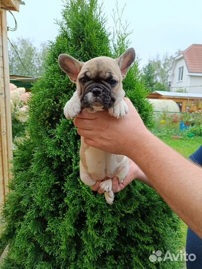 Французский бульдог щенки девочки