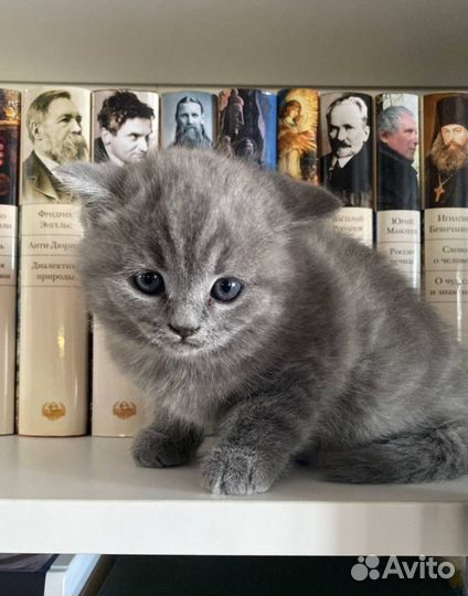 Британская кошечка