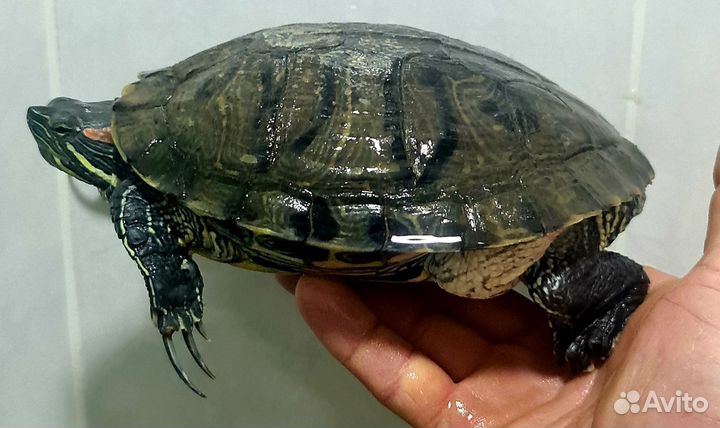 Красноухая черепашка