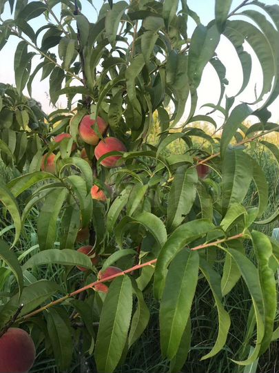 Дача 40 м² на участке 50 сот.