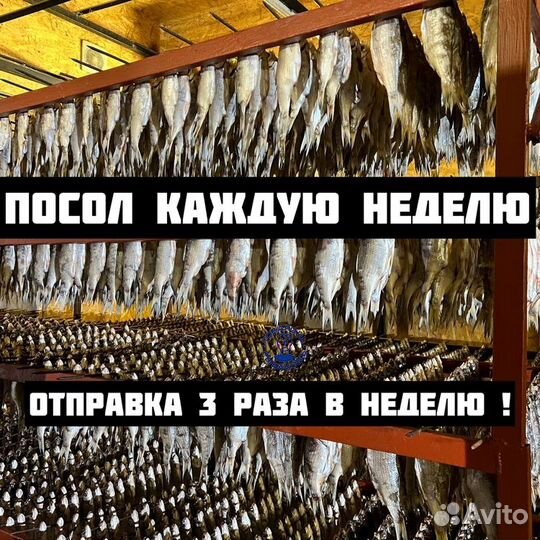 Астраханская вобла