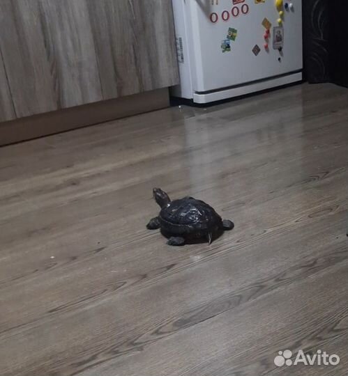 Красноухая черепаха бесплатно