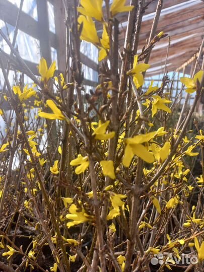 Гортензия древовидная аннабель