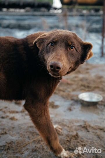 Собака в добрые руки