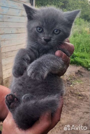 Котята от британской кошки вислоухой