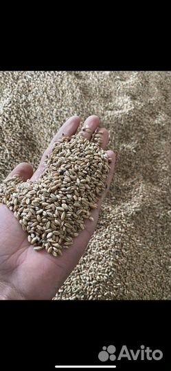 Пшеница