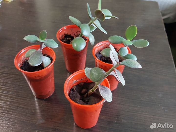 Денежное дерево