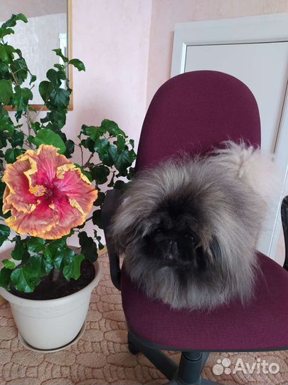 Пекинес. Вязка