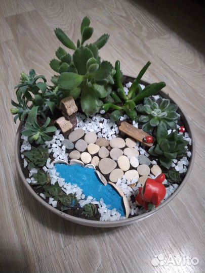 Композиции из суккулентов