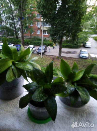 Комнатные цветы в ассортименте