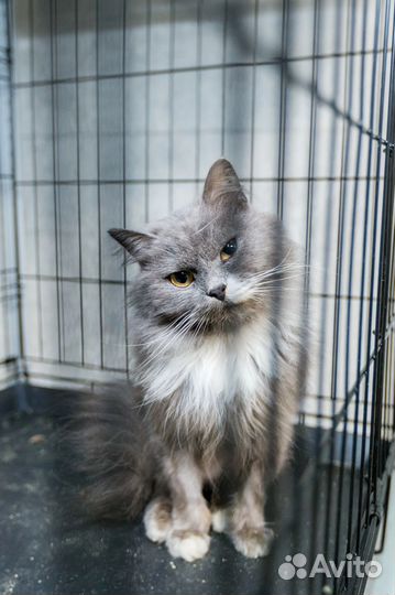 Котик Певун