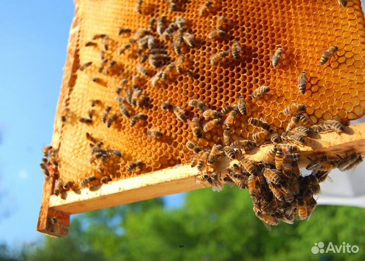 2024 Мед натуральный из Алтая оптом