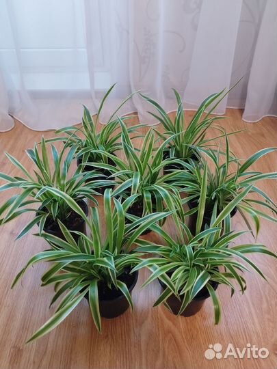 Комнатные растения. Хлорофитумы