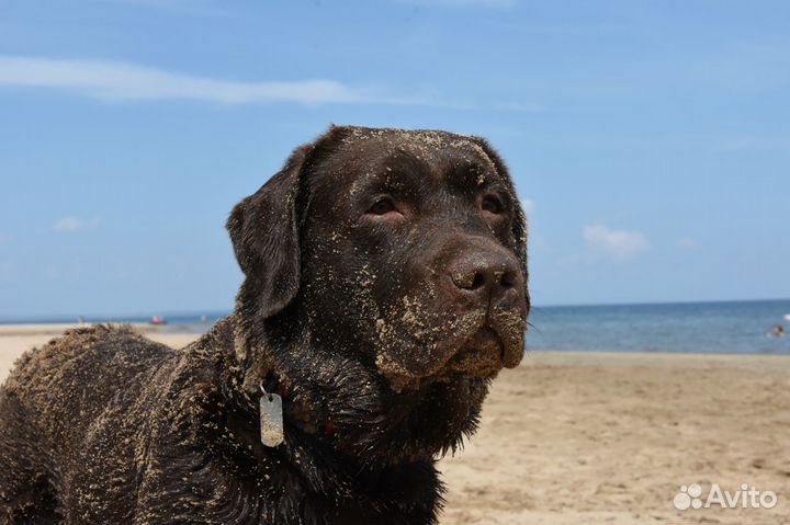 Вязка Лабрадора