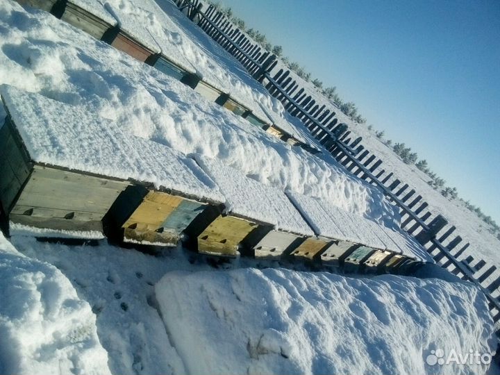 Матки плодные