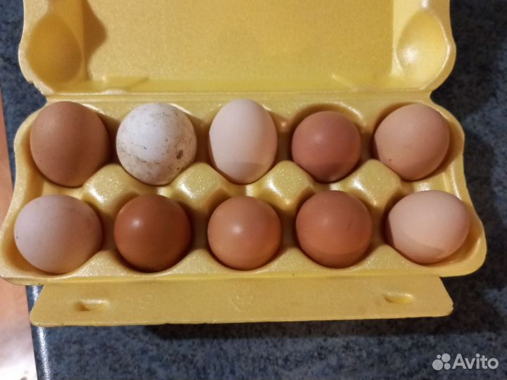 Яйца перепелиный и куриные домашние