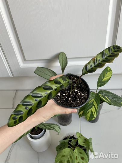 Калатея, маранта, агланема набор