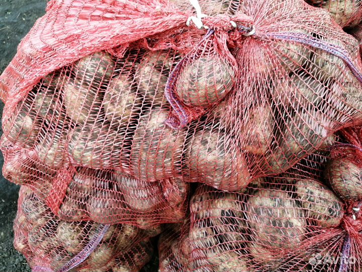 Продам картофель едовой