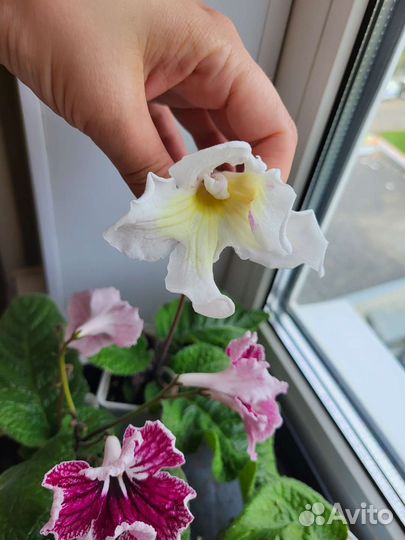 Стрептокарпусы