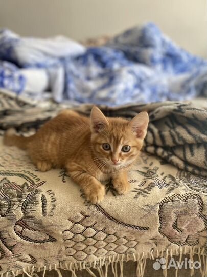 Отдам в добрые руки