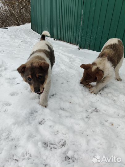 Щенки в дар, ответственным хозяевам