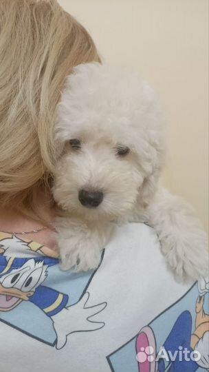 Собака пудель