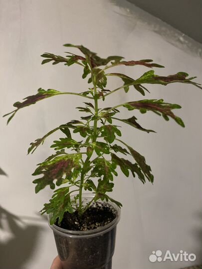 Колеусы сортовые