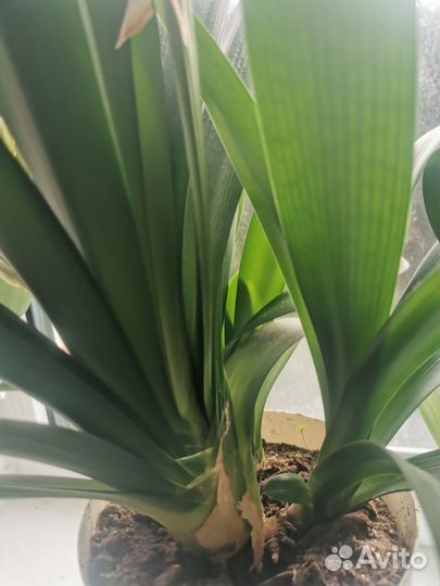 Кливия цветущая