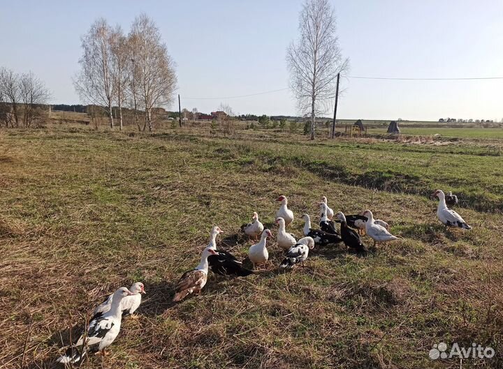 Мускусные утки