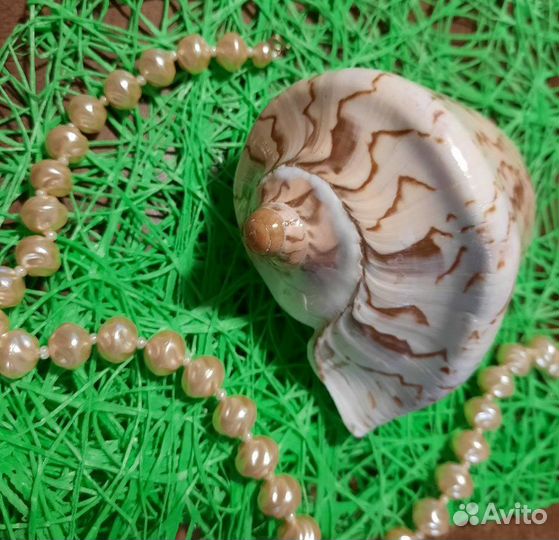 Раковина Морская ракушка цимбиола