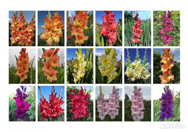 Гладиолусы (луковицы)