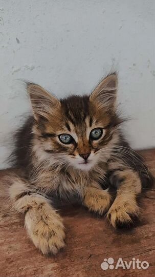 Котята в добрые руки 1 месяц