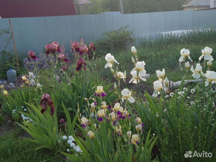 Ирисы бородатые и др многолетники