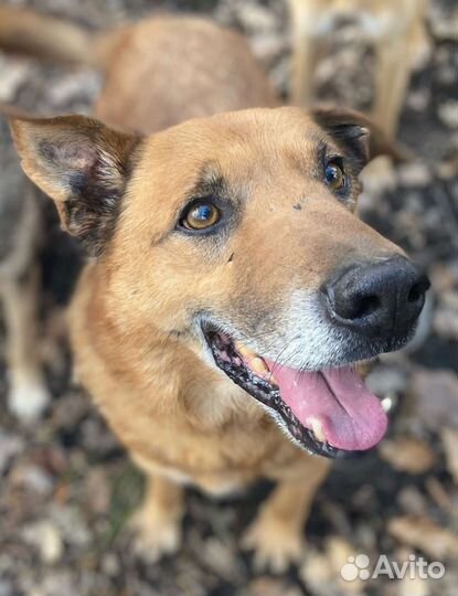 Собака в добрые руки