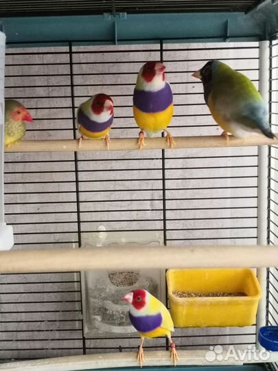 Амадина гульда