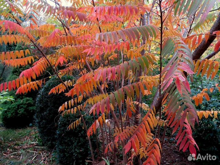 Саженцы сумах оленерогий